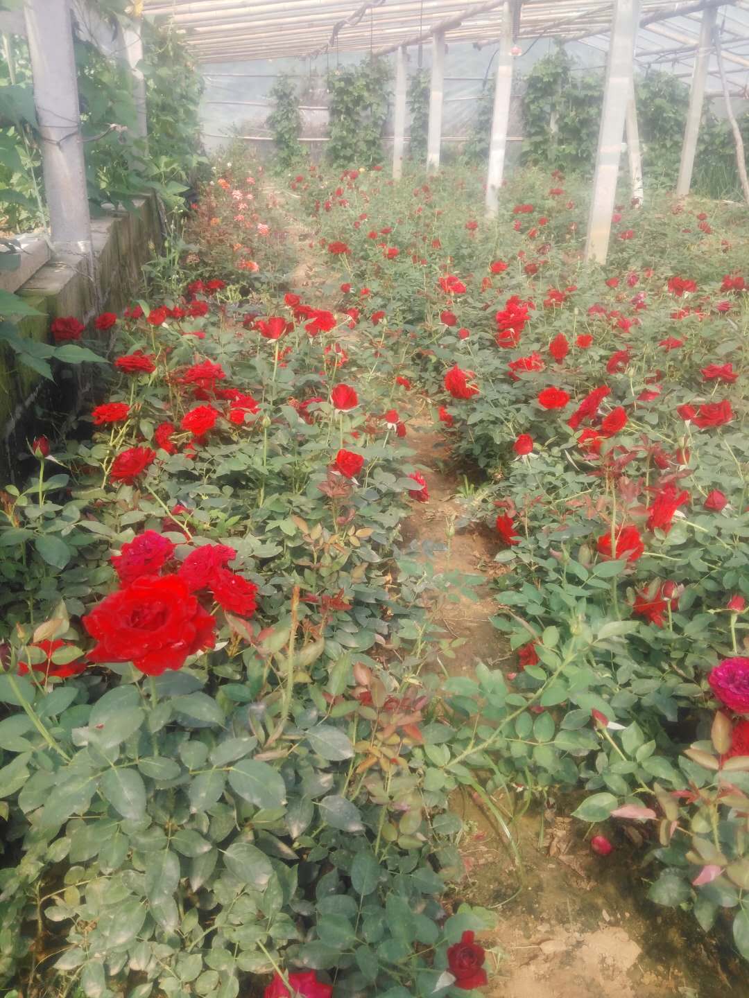 850903903375576978.jpg 850903903375576978.jpg